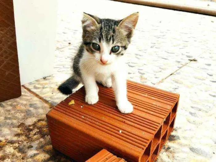 Gato ra a  idade Abaixo de 2 meses nome Bebê 