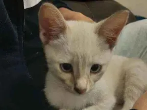 Gato raça Sem raça definida idade 2 a 6 meses nome Mariáh