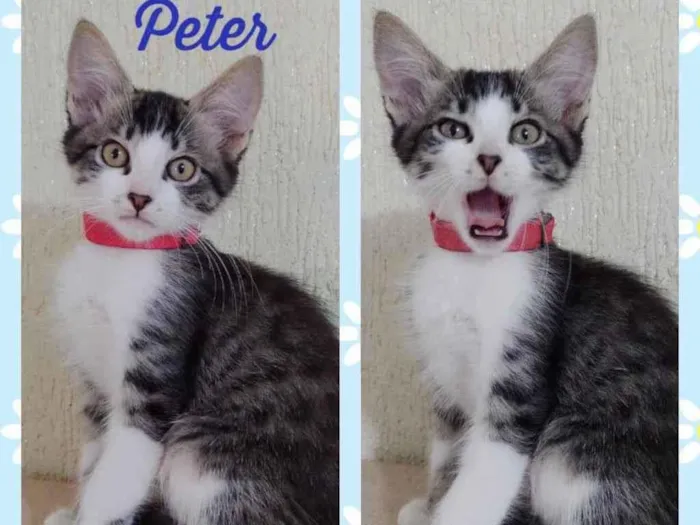 Gato raça Srd idade 2 a 6 meses nome Peter