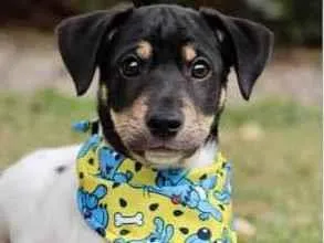 Cachorro raça SRD  idade 2 a 6 meses nome Fred 