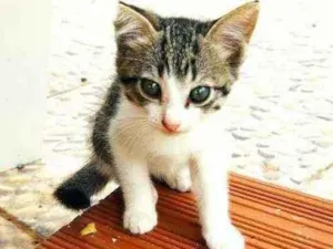 Gato raça  idade Abaixo de 2 meses nome Bebê 