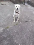 Simba