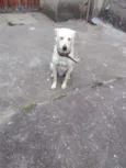 Simba
