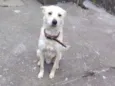 Simba