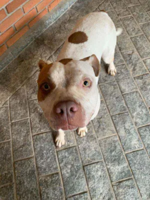 Cachorro raça Pit bul idade  nome Benedita 
