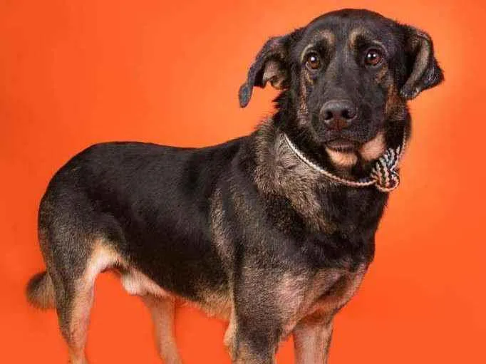 Cachorro raça Pastor alemão  idade 3 anos nome Clebinho 