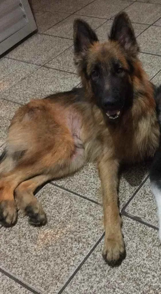 Cachorro ra a Pastor alemão  idade 1 ano nome Bruce