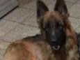 Bruce
