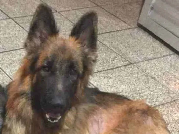 Cachorro ra a Pastor alemão  idade 1 ano nome Bruce