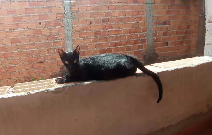 Gato ra a  idade 4 anos nome Soraia gata fêmea