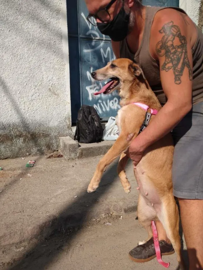 Cachorro ra a SRD-ViraLata idade 4 anos nome Mel