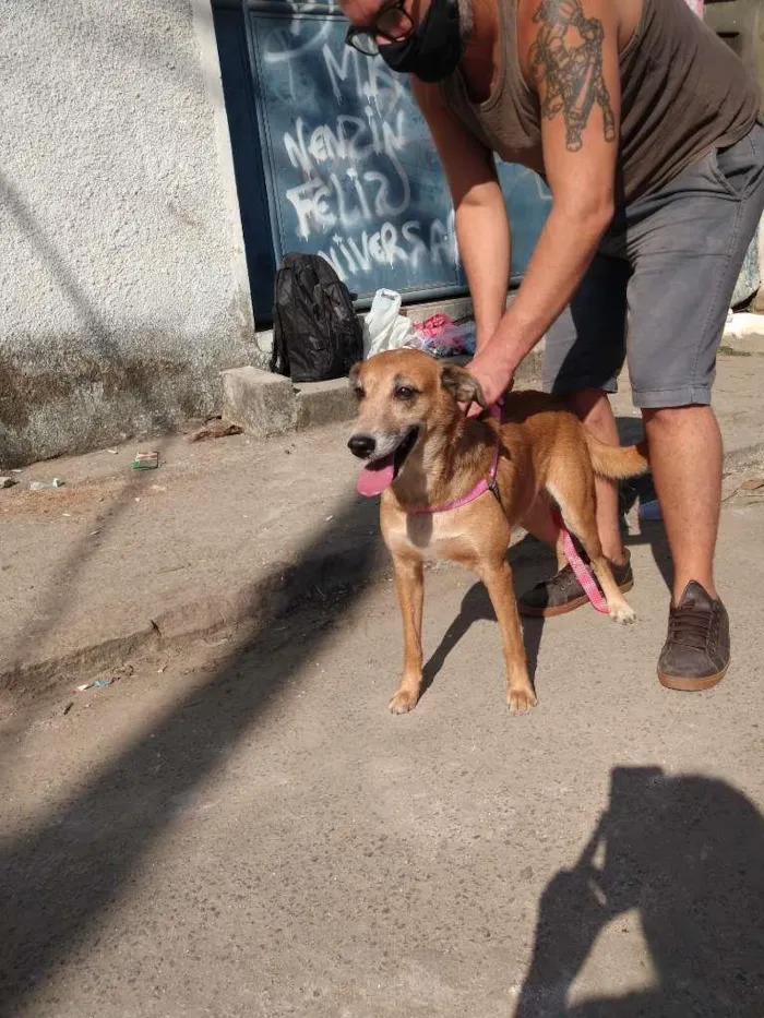 Cachorro ra a SRD-ViraLata idade 4 anos nome Mel