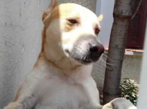 Cachorro raça Srd idade 1 ano nome Trovão bonzinho 
