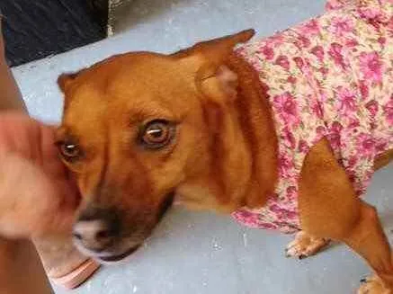 Cachorro raça Srd idade 2 anos nome Carol linda e fofa 