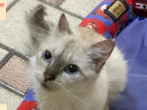 Gato raça SRD idade 1 ano nome MELISSA