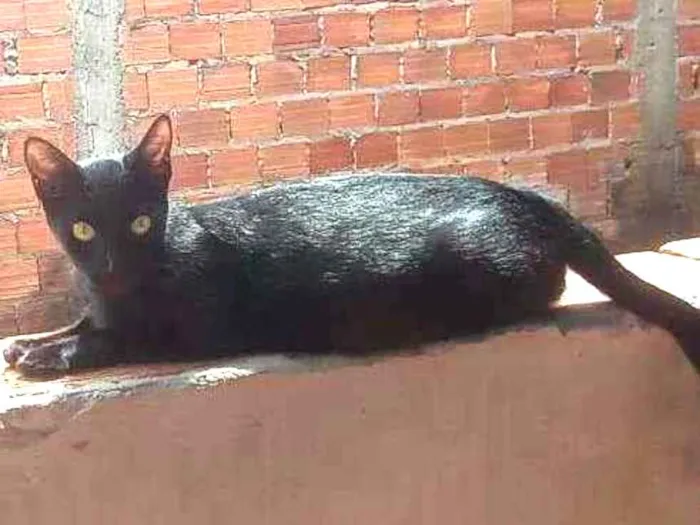 Gato ra a  idade 4 anos nome Soraia gata fêmea