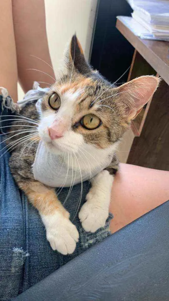 Gato raça SRD idade 1 ano nome Vera