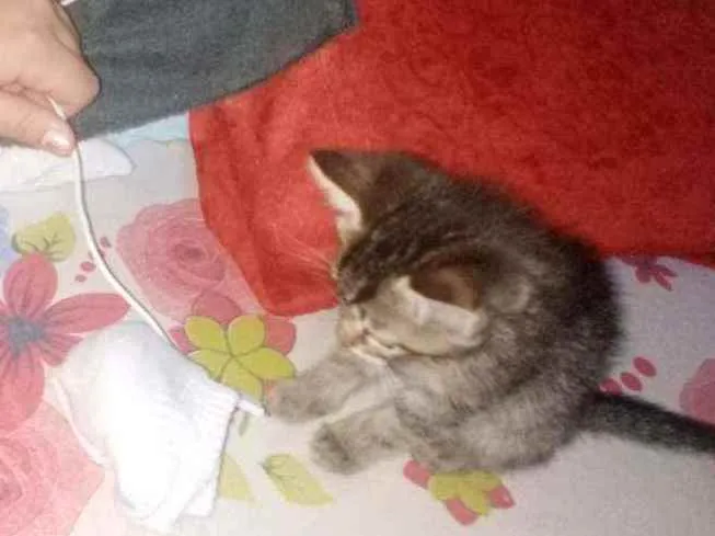 Gato ra a Gato idade 2 a 6 meses nome Roberto, Zé e Cacau