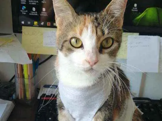 Gato raça SRD idade 1 ano nome Vera