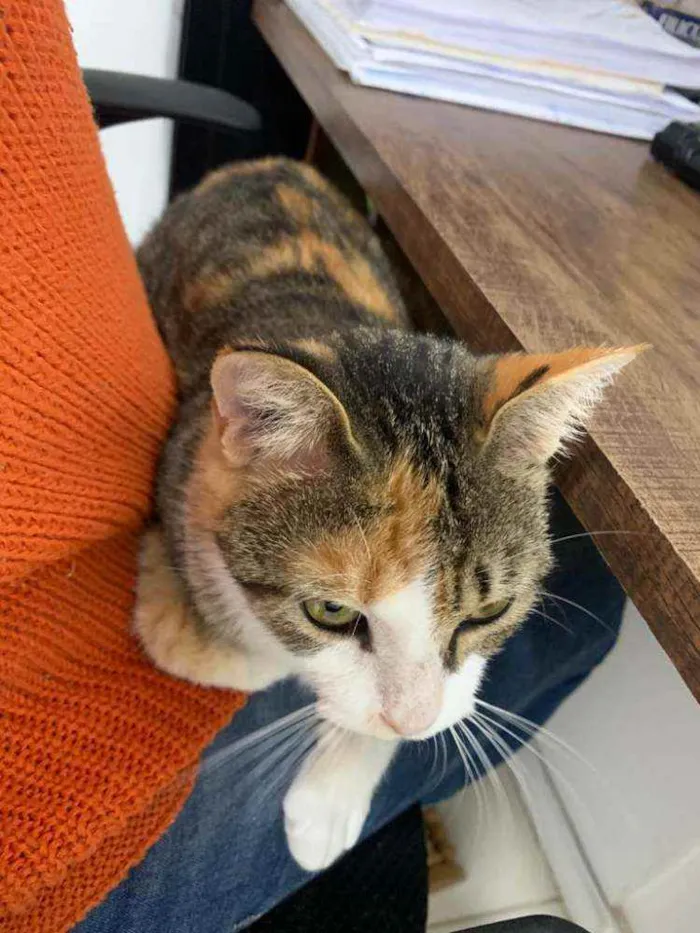 Gato raça SRD idade 1 ano nome Vera