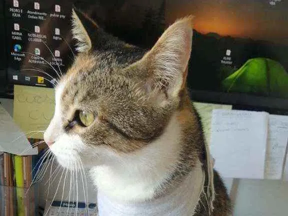 Gato raça SRD idade 1 ano nome Vera