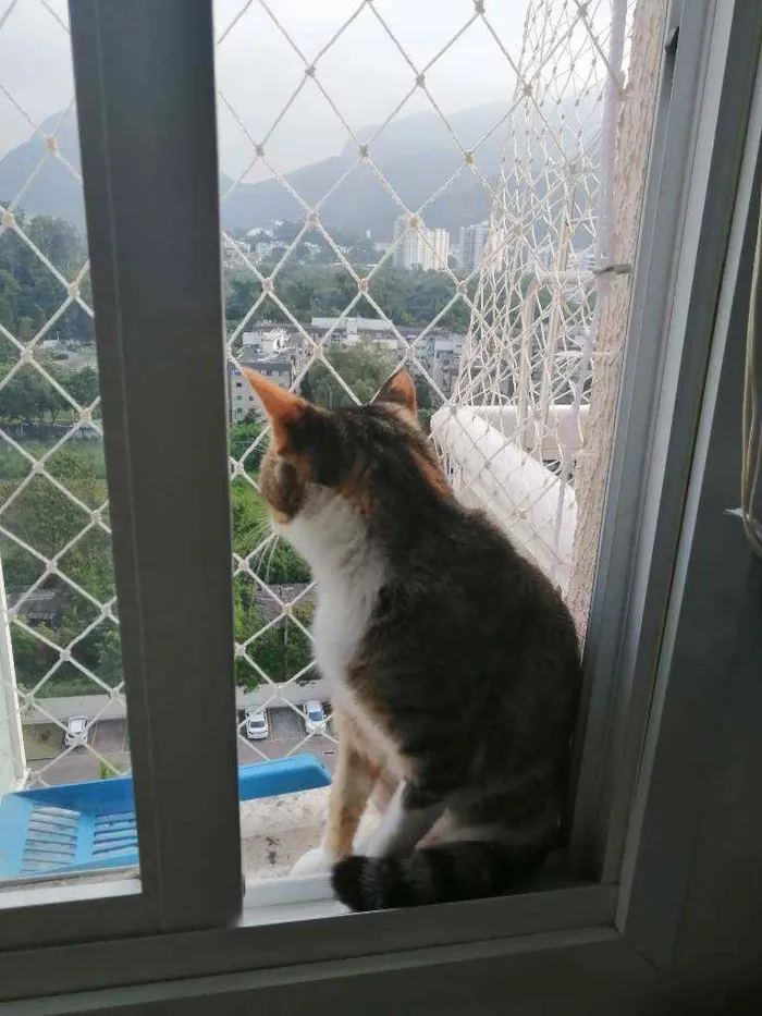 Gato raça SRD idade 1 ano nome Vera