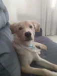 Ross