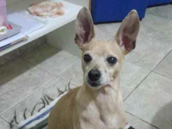 Cachorro raça Srd idade 5 anos nome Ted