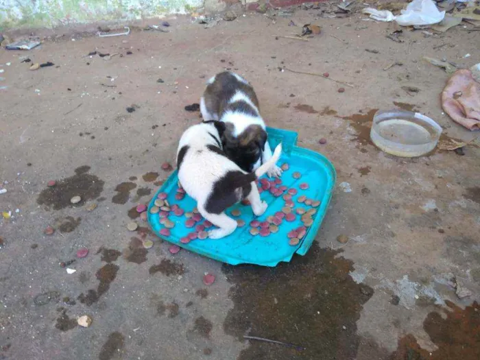Cachorro ra a SRD idade Abaixo de 2 meses nome Ainda não tem nomes