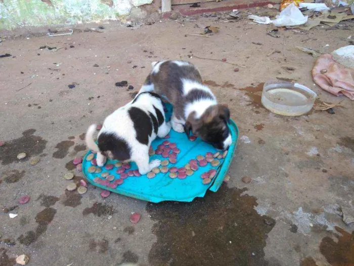 Cachorro ra a SRD idade Abaixo de 2 meses nome Ainda não tem nomes