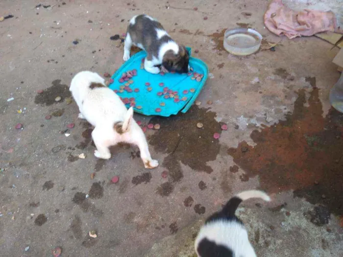 Cachorro ra a SRD idade Abaixo de 2 meses nome Ainda não tem nomes