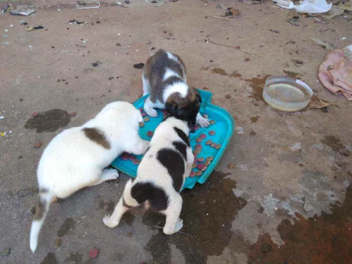 Cachorro ra a SRD idade Abaixo de 2 meses nome Ainda não tem nomes