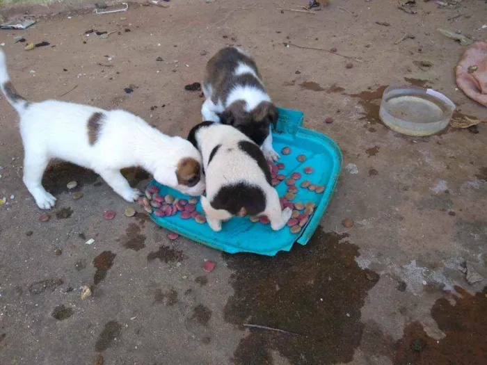 Cachorro ra a SRD idade Abaixo de 2 meses nome Ainda não tem nomes