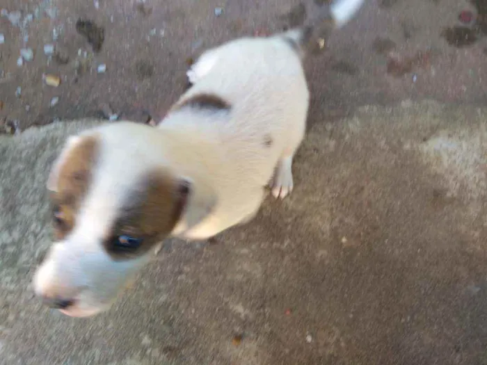 Cachorro ra a SRD idade Abaixo de 2 meses nome Ainda não tem nomes