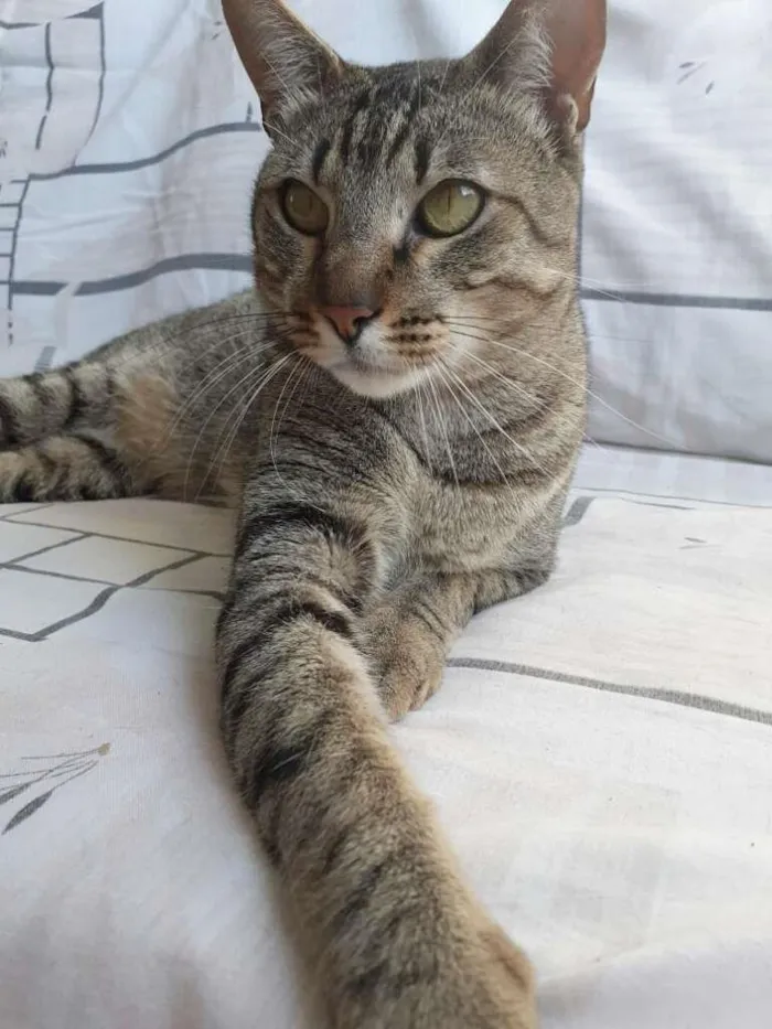 Gato ra a srd idade 2 anos nome Dengoso