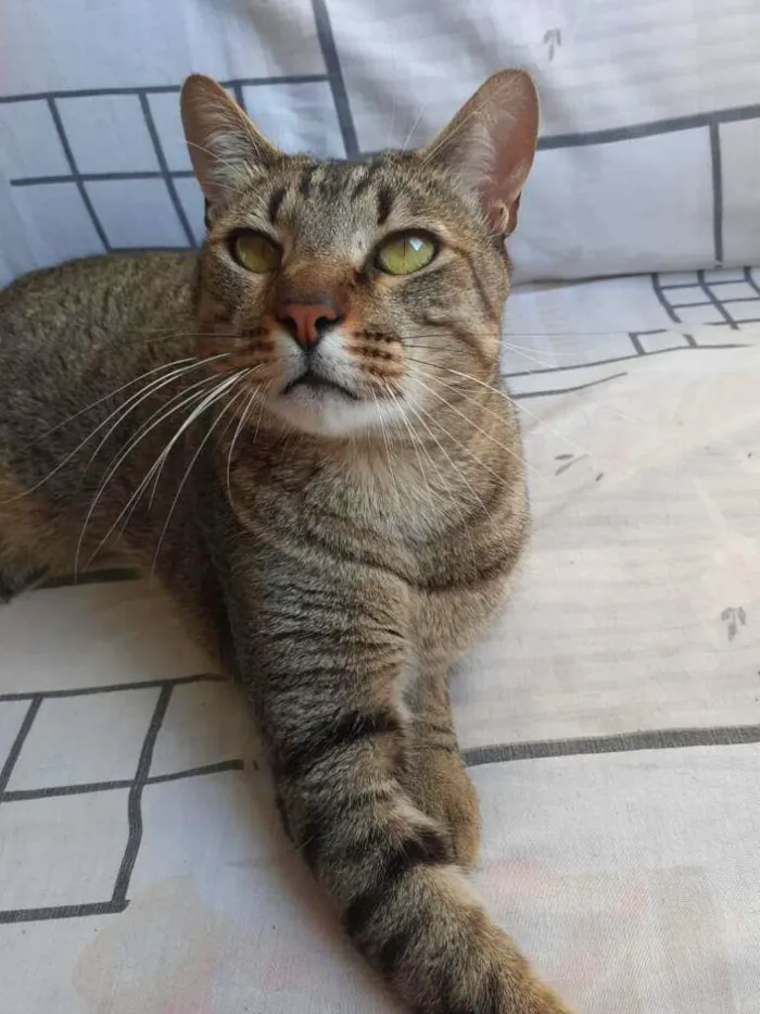 Gato ra a srd idade 2 anos nome Dengoso
