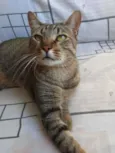 Dengoso