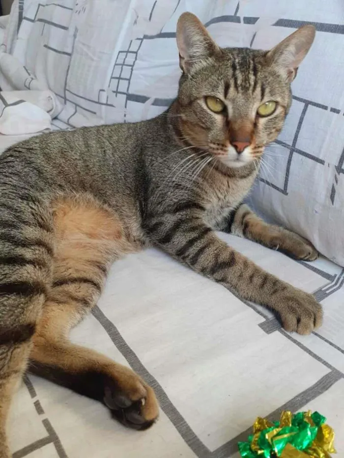 Gato ra a srd idade 2 anos nome Dengoso