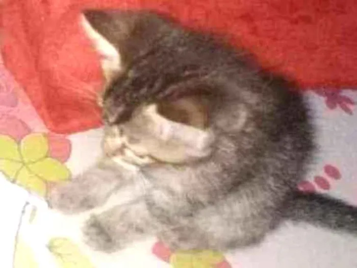 Gato ra a Gato idade 2 a 6 meses nome Roberto, Zé e Cacau