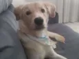 Ross