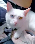 Bowie