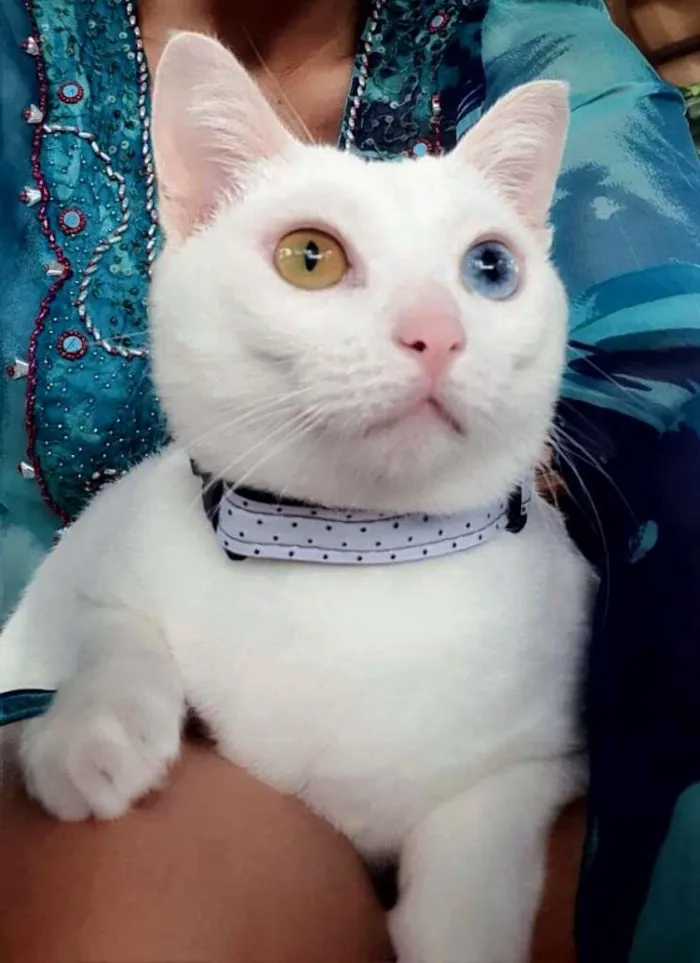 Gato ra a srd idade 2 anos nome Bowie