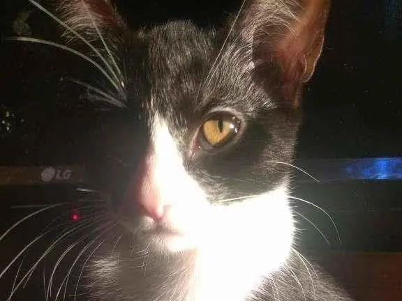 Gato ra a Não tem idade 2 a 6 meses nome Não tem