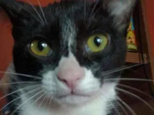 Gato raça Não tem idade 2 a 6 meses nome Não tem
