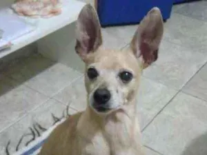 Cachorro raça Srd idade 5 anos nome Ted