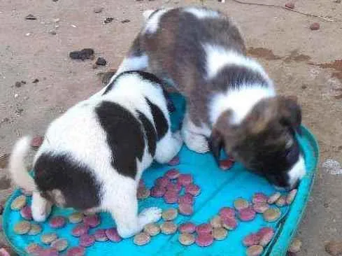 Cachorro ra a SRD idade Abaixo de 2 meses nome Ainda não tem nomes