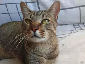Gato raça srd idade 2 anos nome Dengoso