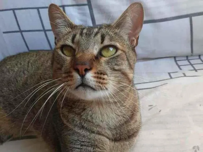 Gato ra a srd idade 2 anos nome Dengoso
