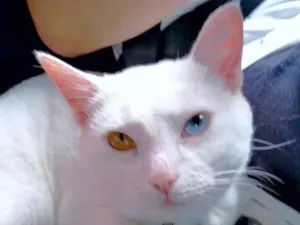 Gato raça srd idade 2 anos nome Bowie