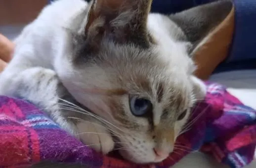 Gato raça Burmilla idade 2 a 6 meses nome Mathias